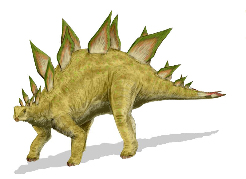 Dino-infos: Le stégosaure