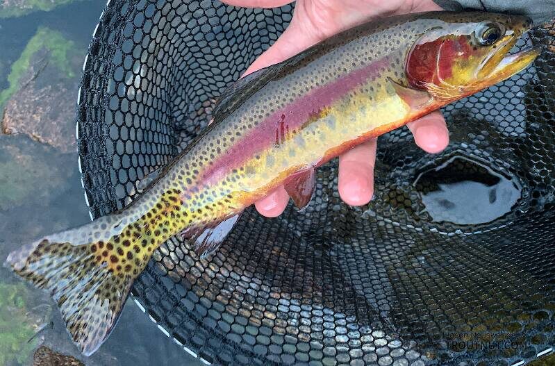 Do you like fishing.